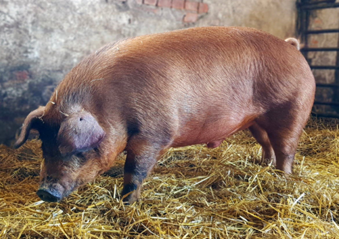 Reinrassige Duroc Ferkel, ca top 27 kg